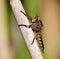 Robber fly on cane stalk