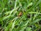 Robber fly clinging to a blade of grass 2