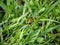 Robber fly clinging to a blade of grass 4