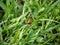 Robber fly clinging to a blade of grass 5