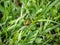 Robber fly clinging to a blade of grass 6