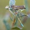 Robber fly with damselfly prey