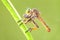 Robber fly eat