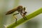 Robber Fly Eating on Leaf