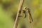 Robber Fly Eating on Leaf