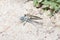 A Robber Fly Efferia albibarbis Perched After Killing a Damselfly