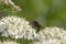 Robber fly, empis tesselata, feeding on a umbellifer flower head on a sunny day in May.