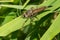 Robber Fly - Genus Proctacanthus