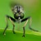 Robber fly in the green 2