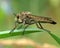Robber fly in the green 3