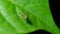 Robber fly on green leaf