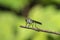 Robber Fly Insect seen at Kaas  Plateau,Satara,Maharashtra,India