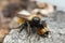 Robber fly, Laphria flava feeding on ladybug