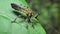 Robber Fly on leaves in tropical rain forest.