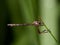 Robber fly Leptogaster pubicornis