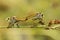 Robber Fly Matting on Branch