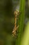 Robber Fly Matting on Leaf