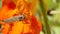 Robber fly on an orange flower