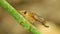 Robber fly perched cleaning resting macro close up