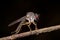 A robber fly with rain drops/ dew drops