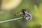 Robber Fly Sitting On A Branch
