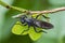 Robber fly sitting on grass