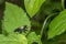 Robber Fly sitting on a green leaf