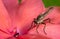 Robber Fly Standing on an African Impatient