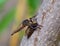 Robber fly trapping other robber fly