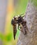 Robber fly trapping other robber fly