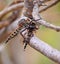 Robber fly trapping other robber fly