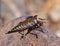 Robber fly trapping a small insect