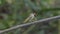 Robber Fly in tropical rain forest.