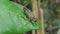 Robber Fly in tropical rain forest.