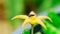 Robber fly on yellow cactus flower