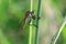 Robberfly fasting insect predator fly