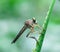 Robberfly on the grass