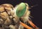 robberfly green eyes close up detail