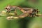 Robberfly insects are mating on leaf
