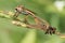 Robberfly insects are mating on leaf