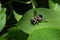 Robberfly Laphria sacrator