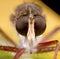 Robberfly portrait