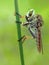 robberfly on a tree branch with a green background