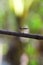 rober fly on a branch blury background