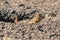 Roberts Prairie Dog Town in Badlands National Park