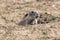 Roberts Prairie Dog Town in Badlands National Park