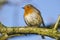 Robin against a blue sky