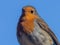 Robin against a blue sky