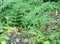 Robin amongst the ferns