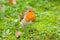 Robin on Autumn Grass